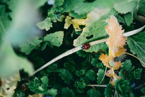 GR片手にいすみ鉄道沿線の里山を走る、Jogging With a Ricoh GR Along the Isumi&nbsp;Line