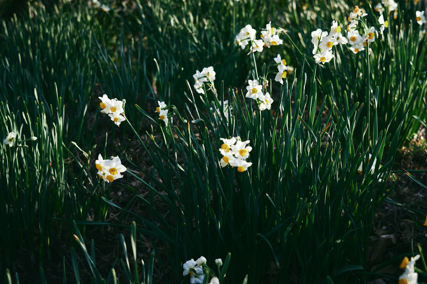 富津、鋸南、鴨川、国際宇宙ステーションを見る、Road Trip Through the Bōsō Peninsula,