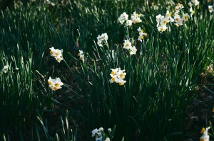 富津、鋸南、鴨川、国際宇宙ステーションを見る、Road Trip Through the Bōsō&nbsp;Peninsula,