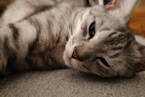 元野良猫の距離感