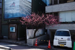 原宿、紅梅