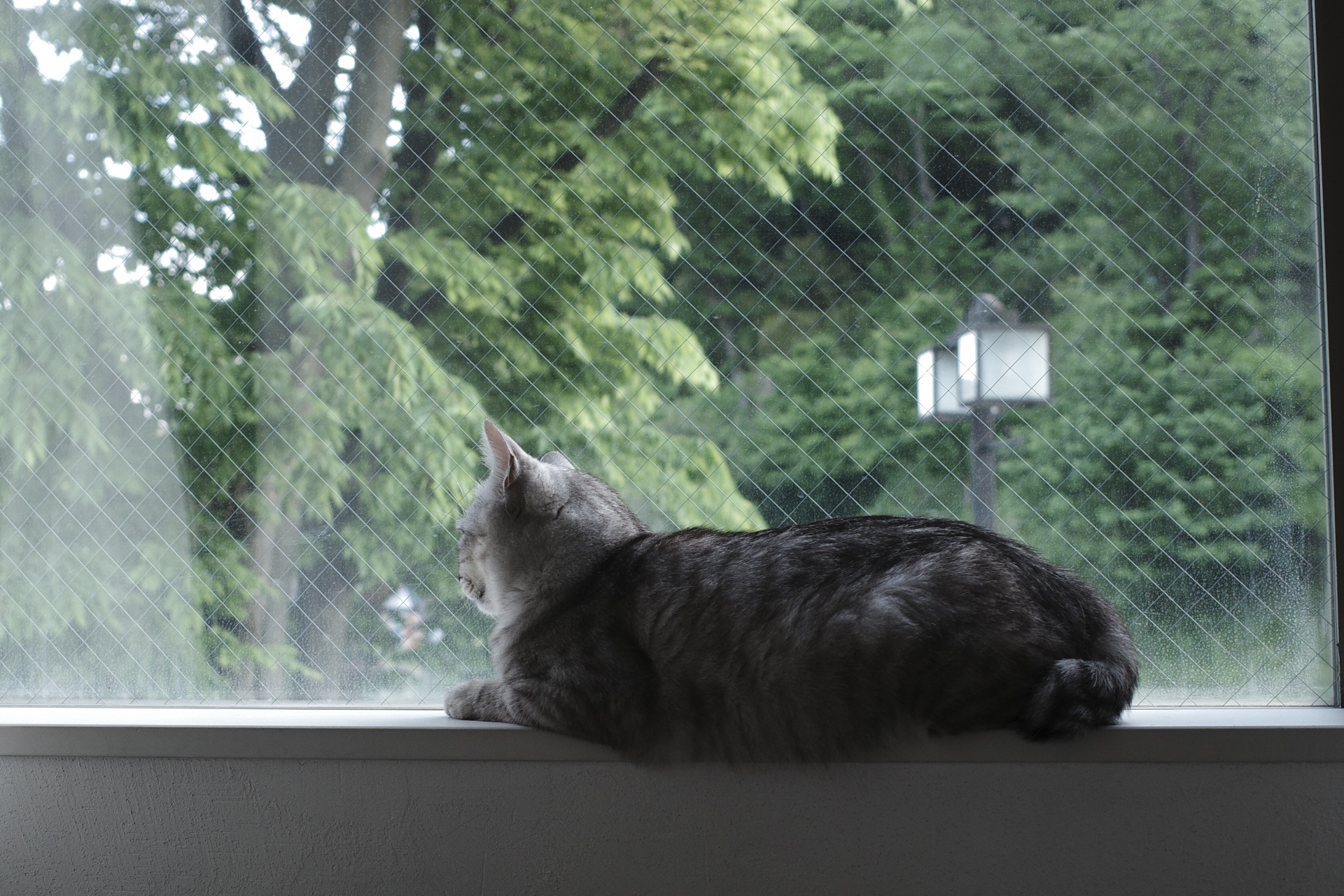 猫の写真の整理