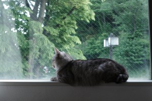 猫の写真の整理