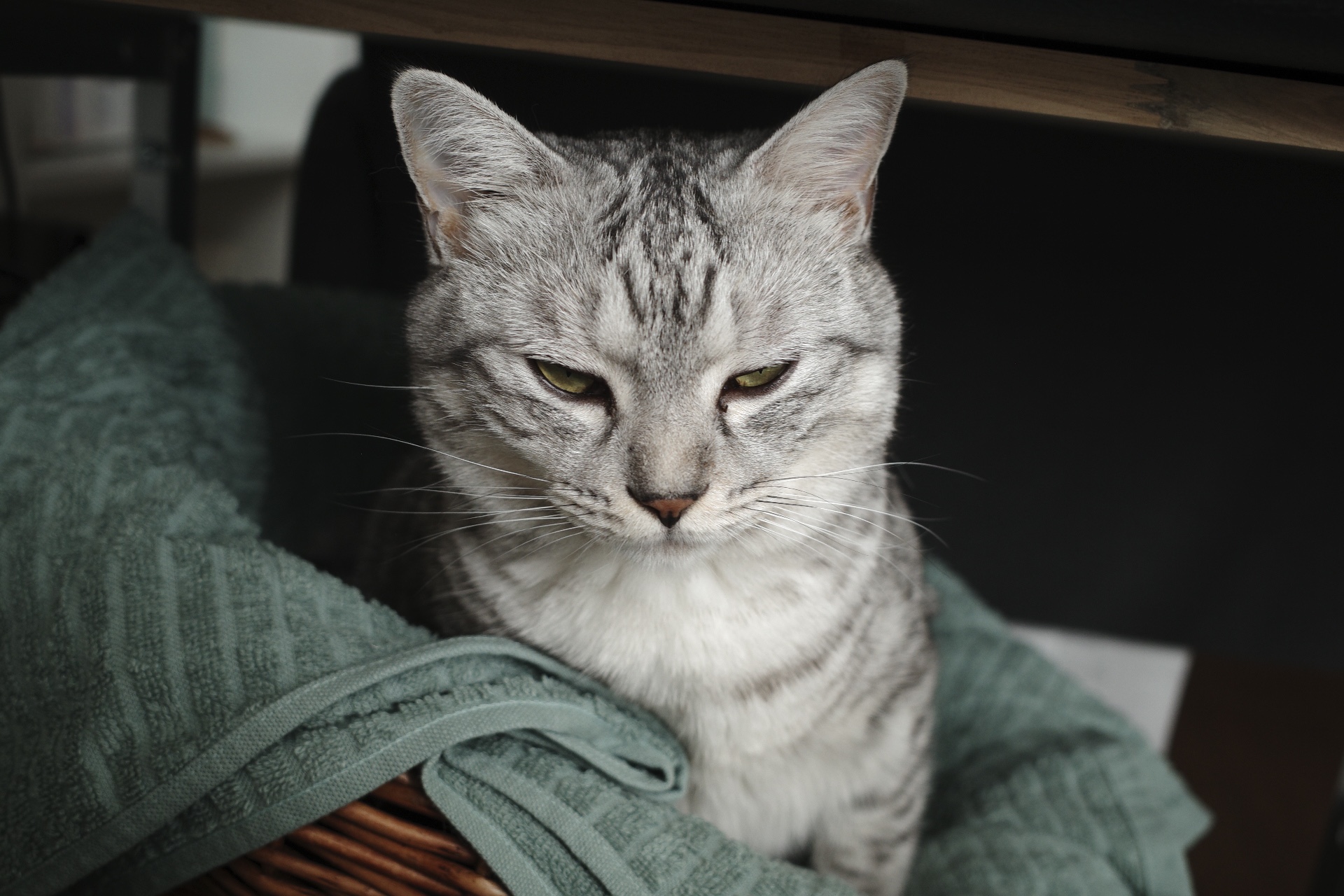 お盆休み、発熱と倦怠感、音楽鑑賞