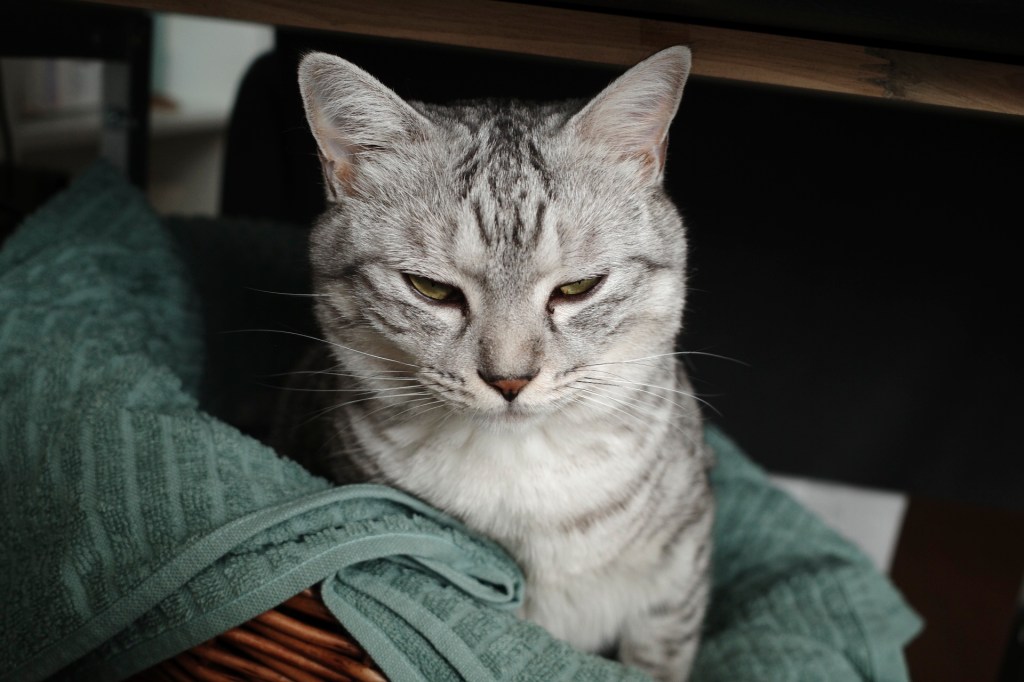 お盆休み、発熱と倦怠感、音楽鑑賞