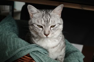 お盆休み、発熱と倦怠感、音楽鑑賞