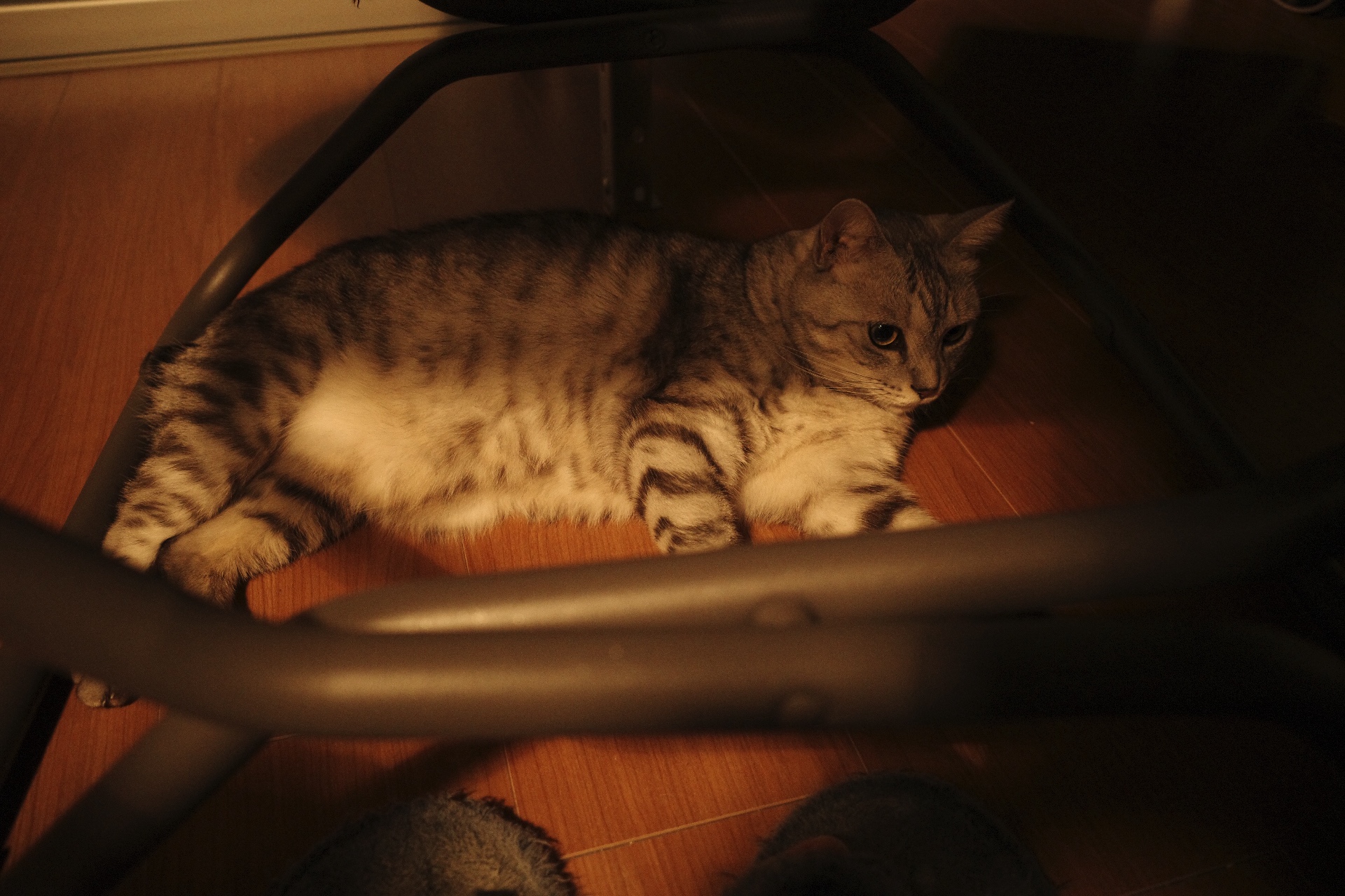 バナナ、みかん、パクチー、ヨーグルト、20231027