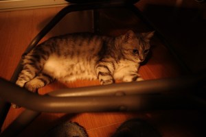 バナナ、みかん、パクチー、ヨーグルト、20231027