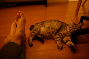 自堕落と方正のあいだ、ゴリラ、バナナ、20231022