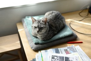 角田裕毅然のファステスト・ラップ、20231023