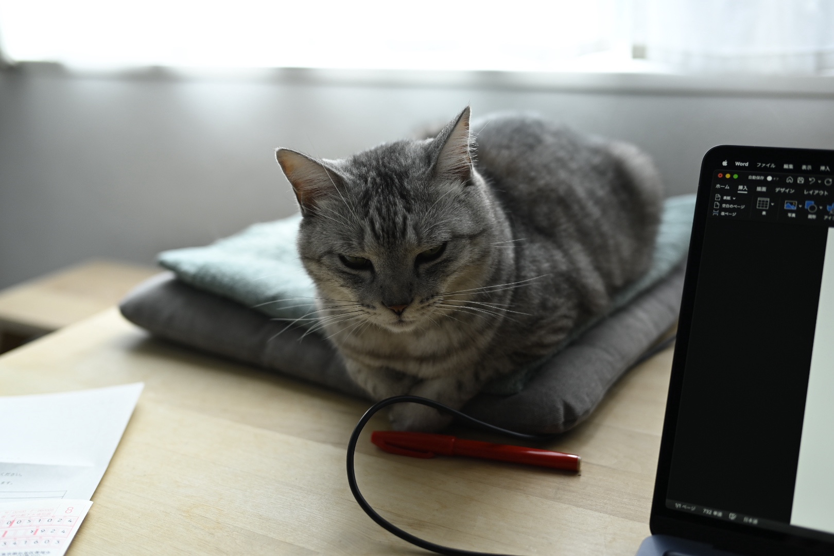 ノラとビール、20231025