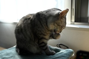 レースまで1週間、廣岡の日本シリーズ、20231029