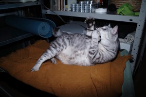 泥のように眠る、志ん朝と談志に癒される、CDを変える、20231109