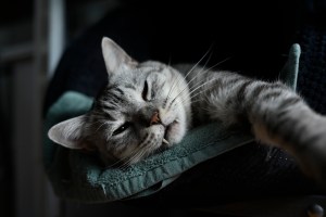 脳よ眠れ、20231031