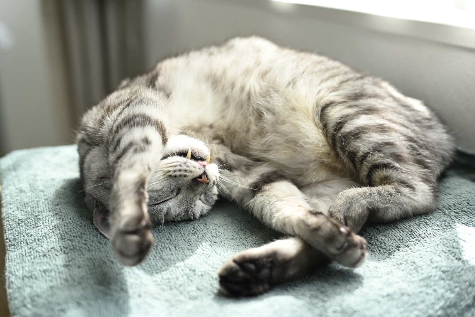 猫の誕生日、20231102