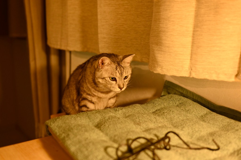 遅いチェックアウト、荒浜小学校、東京に帰る午後、20231106