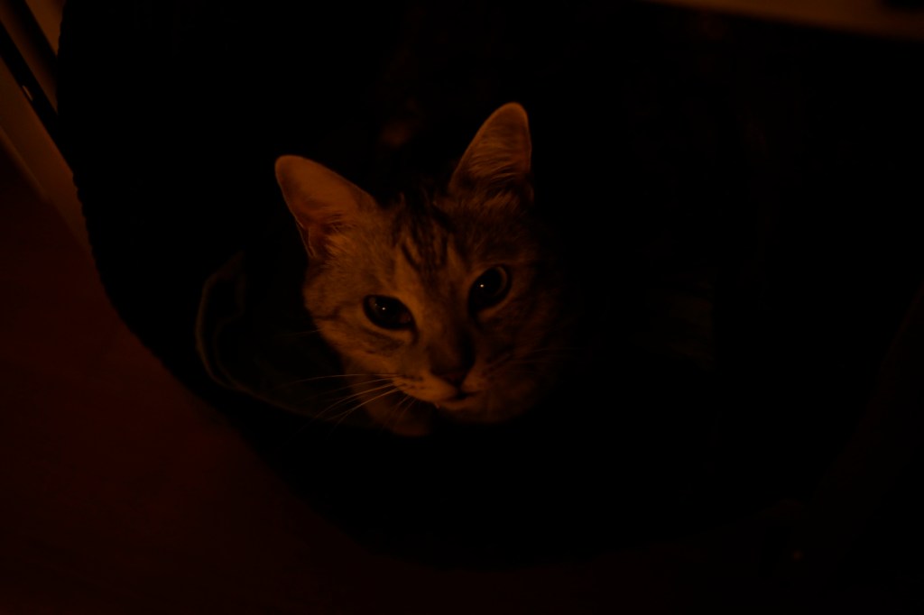 馬券場を探す、つぎのマラソン、20231111