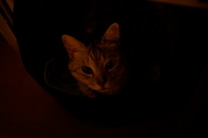 馬券場を探す、つぎのマラソン、20231111