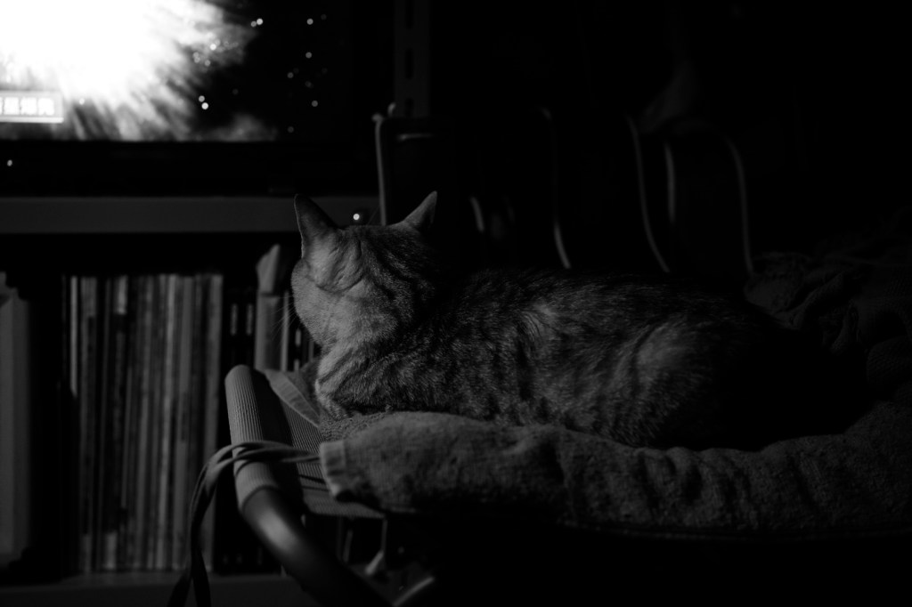 二子玉川は年の瀬の雰囲気、散髪、20231123