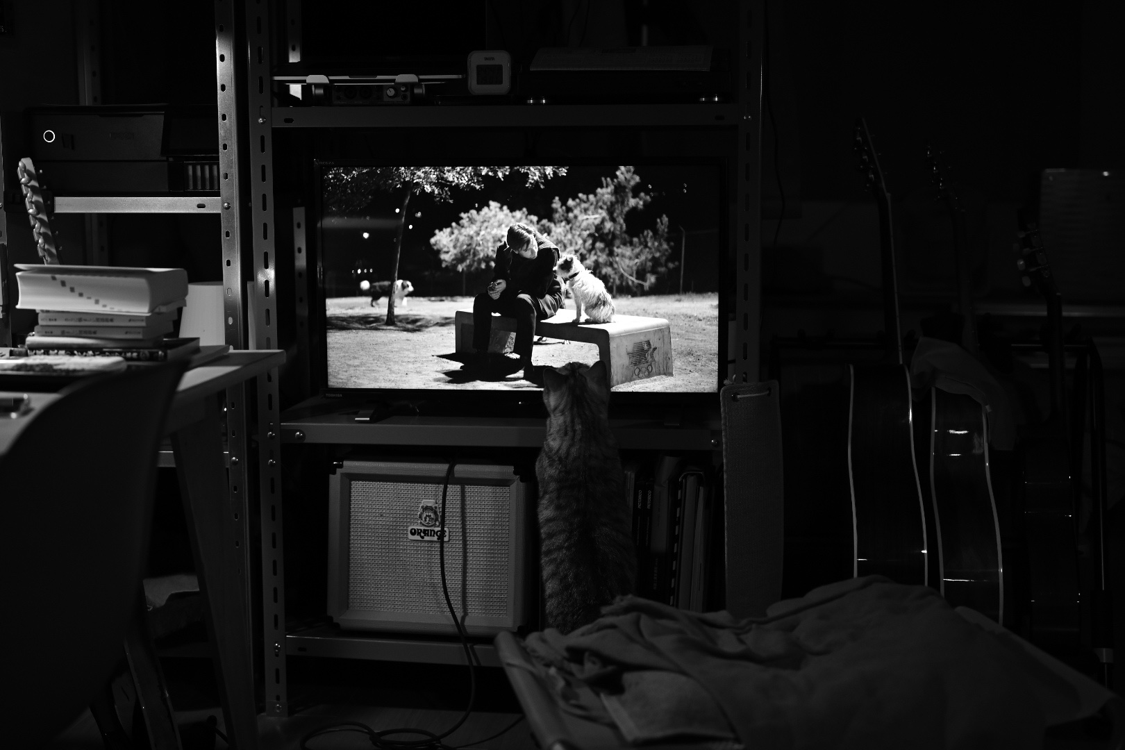 『人生はビギナーズ』、ジャック・ラッセル・テリアと猫、20231125