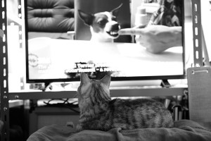 空のボトル、低調な一日、ジャック・ラッセル・テリア鑑賞会、20231127