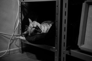 カフカの早起きについての一節、20231213