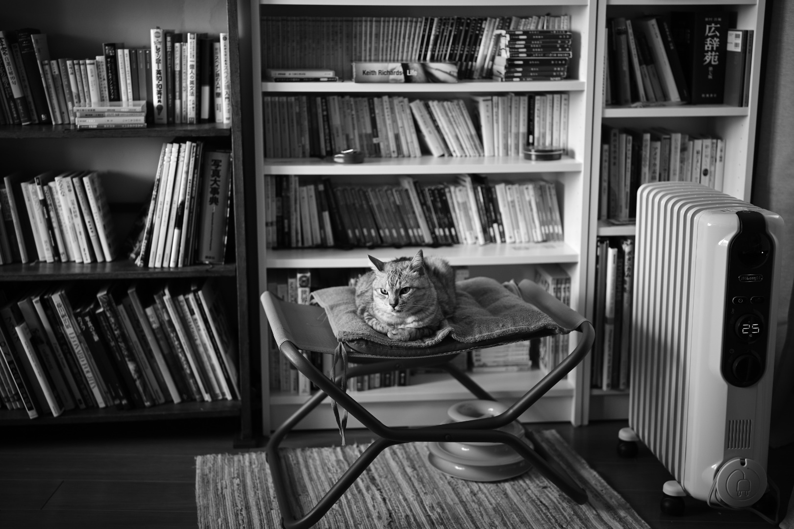 笑いと免疫のそのなにか、無為に過ごす日もいい、20231215