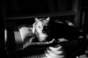 この腰の痛みは風邪か、文体を味わうチャンドラー、20231216