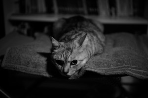 仕事納めを強く意識する、ランの再開、20231220