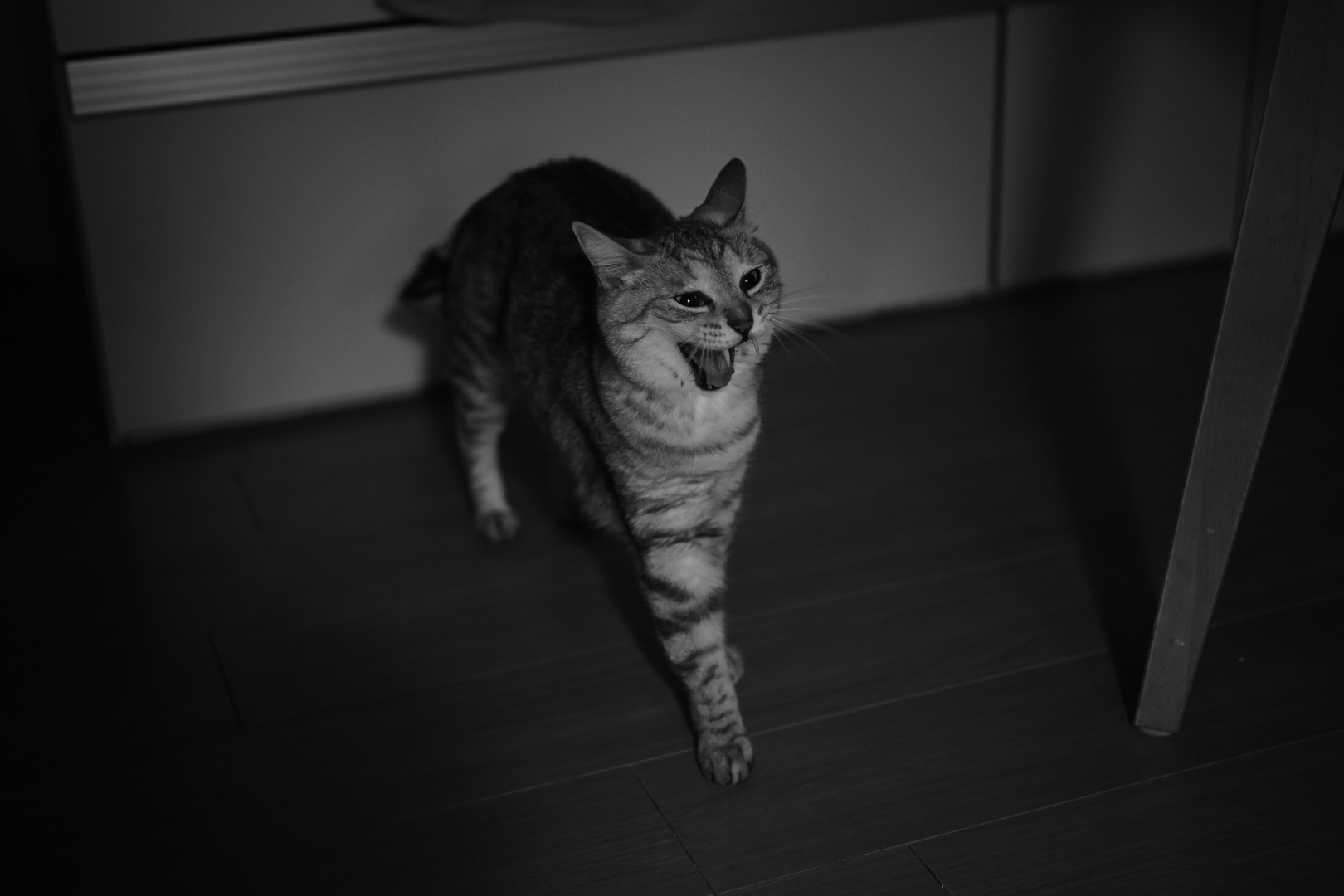 情報開示、メジャーとインディーズ、散髪とシュトーレン、20231222