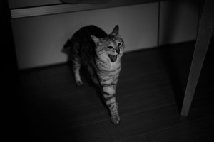 情報開示、メジャーとインディーズ、散髪とシュトーレン、20231222