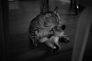 3時間走、『真夜中の虹』、20231227