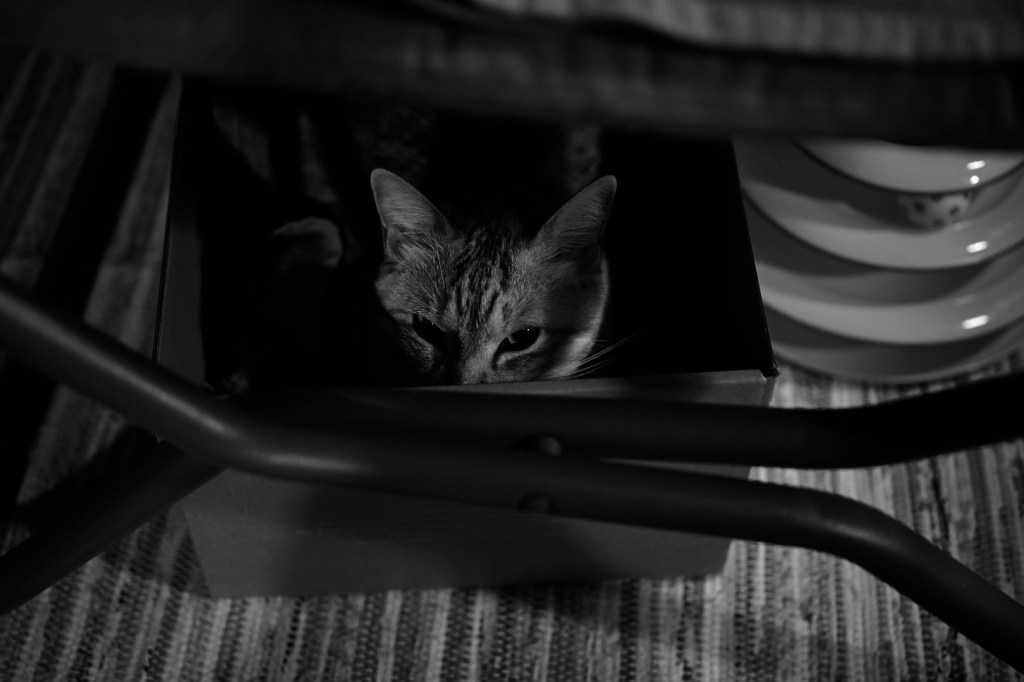 カミュ、ザ・バンド、20231226