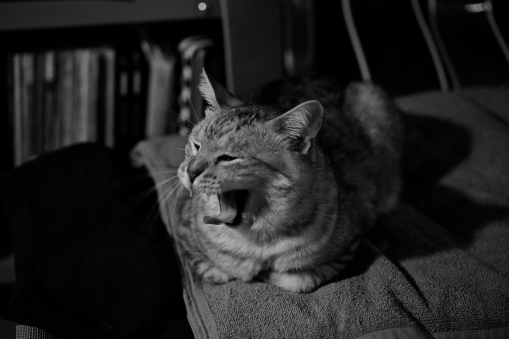 毎日に俳句を、20231229