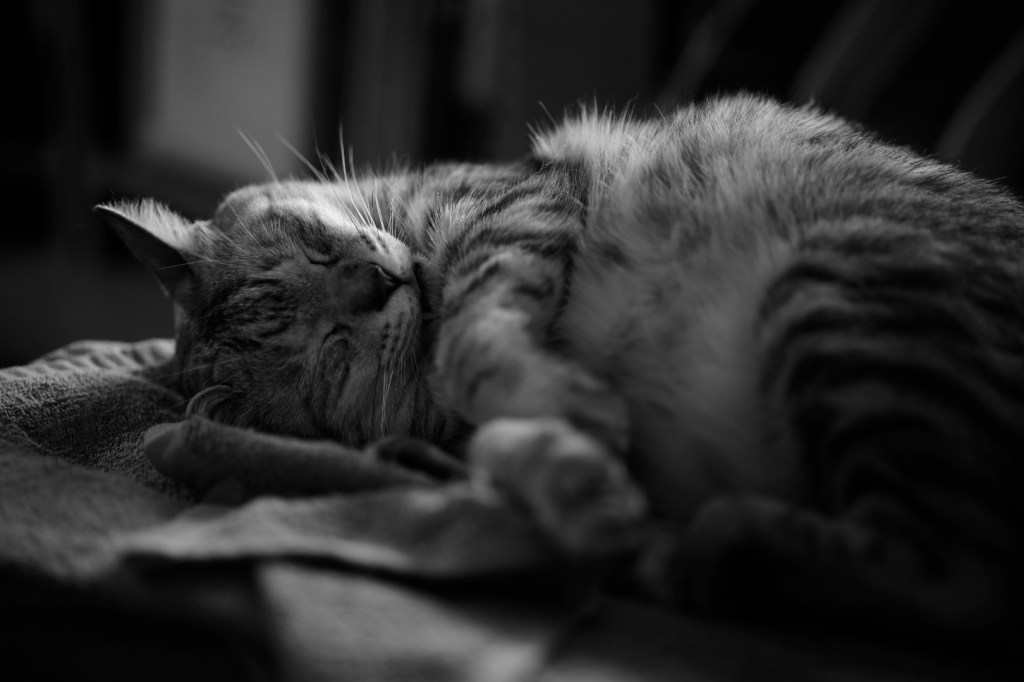 正月二日も家で過ごす、20240102