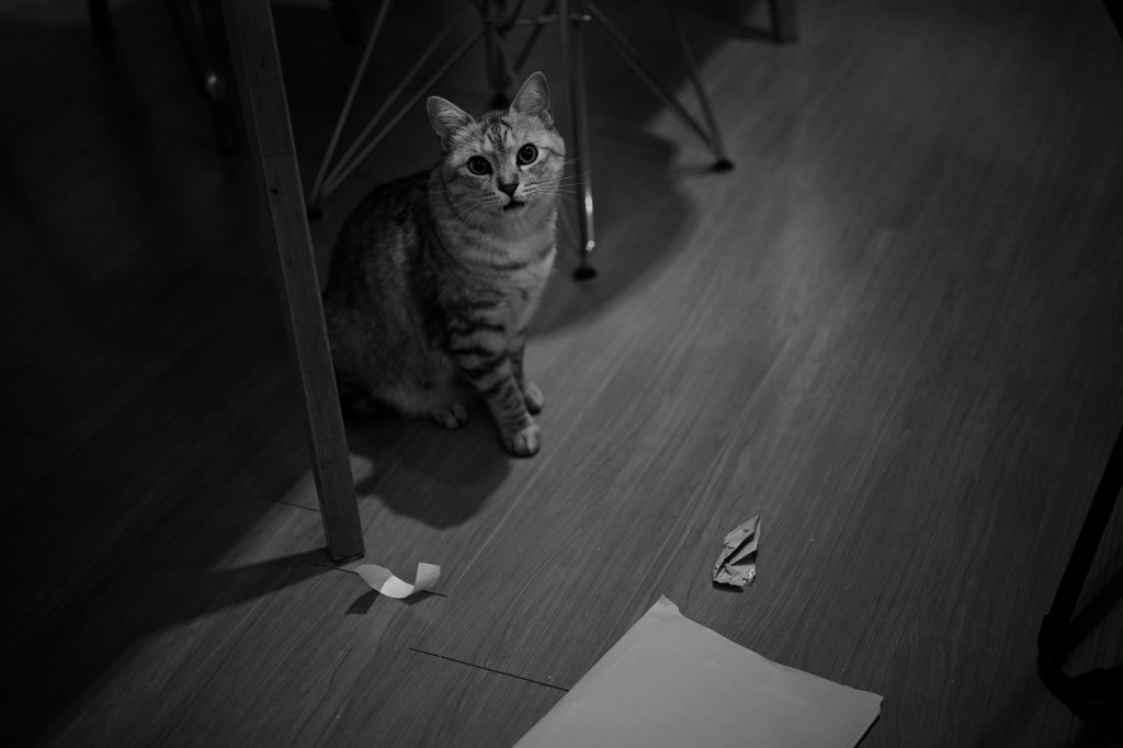 正月三日、20240103