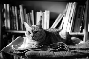 ルー・リード、オペラ、ゴリラ、キトラ、20240105