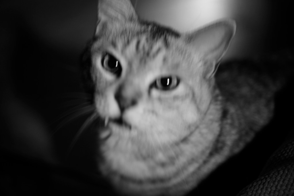 新年の抱負、ゴリラ、20240106