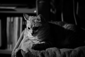 電車に揺られる、『キトラ・ボックス』、五反田で飲む、20240107