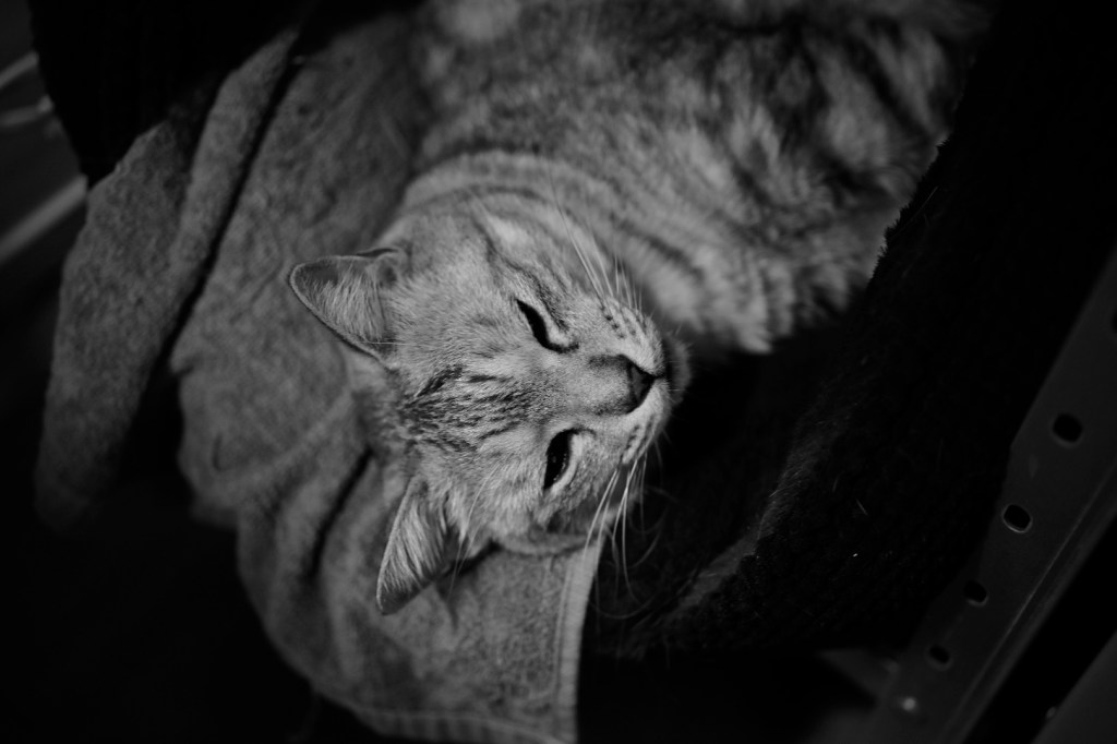 スタッドレスを履く、自宅作業、『過去のない男』、20240109