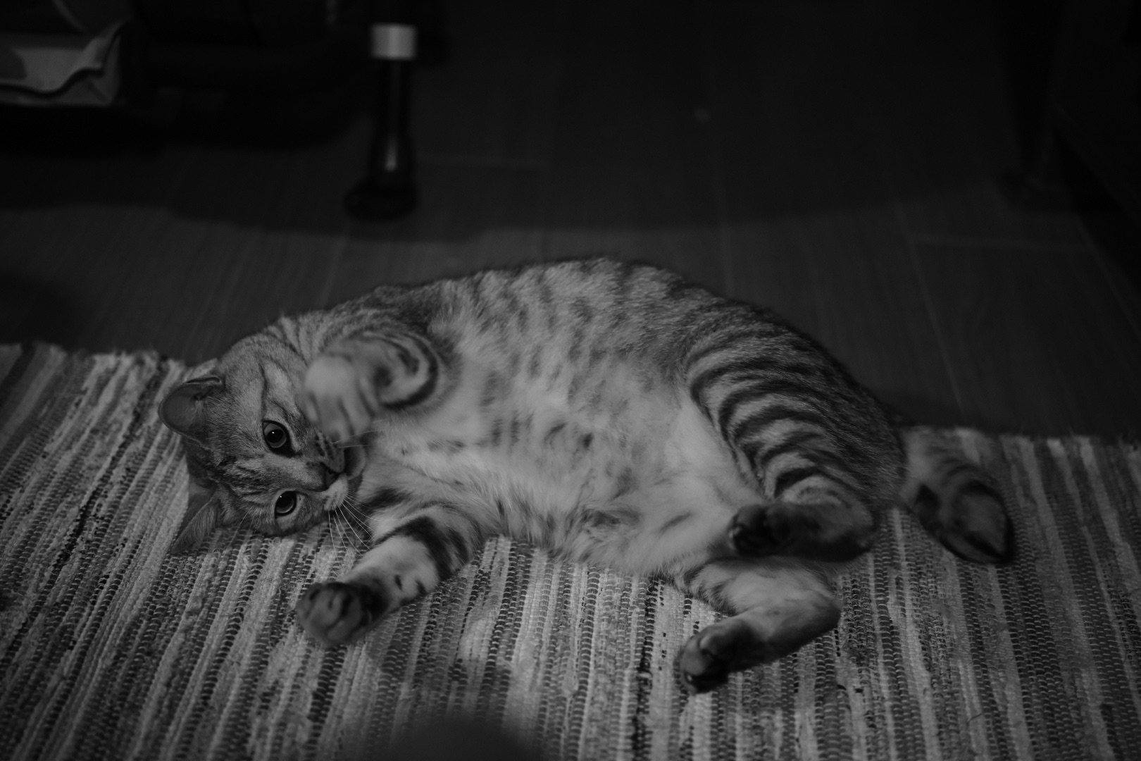 小説を片手に惰眠を貪る、20240110