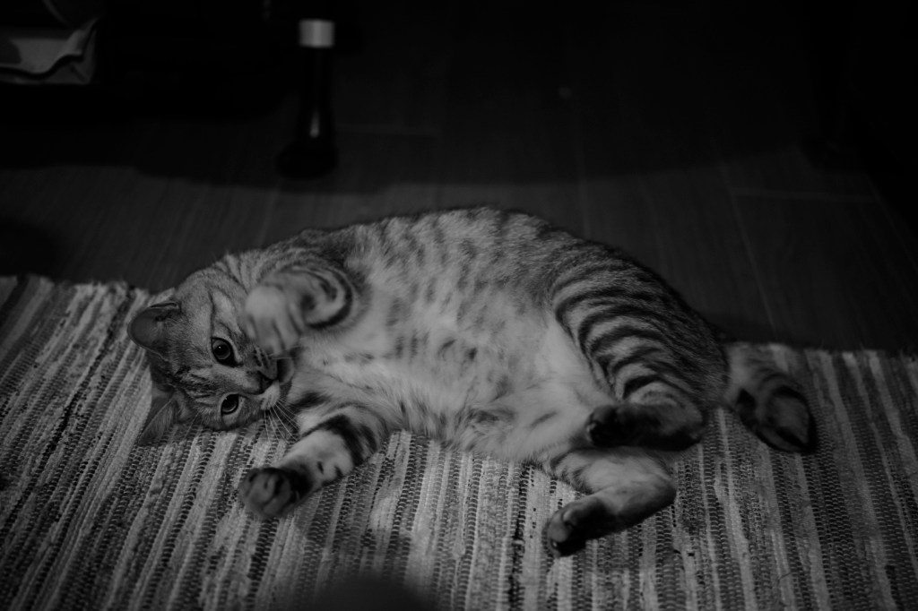 小説を片手に惰眠を貪る、20240110