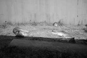 多摩動物公園でコーヒーを欲する、20240118