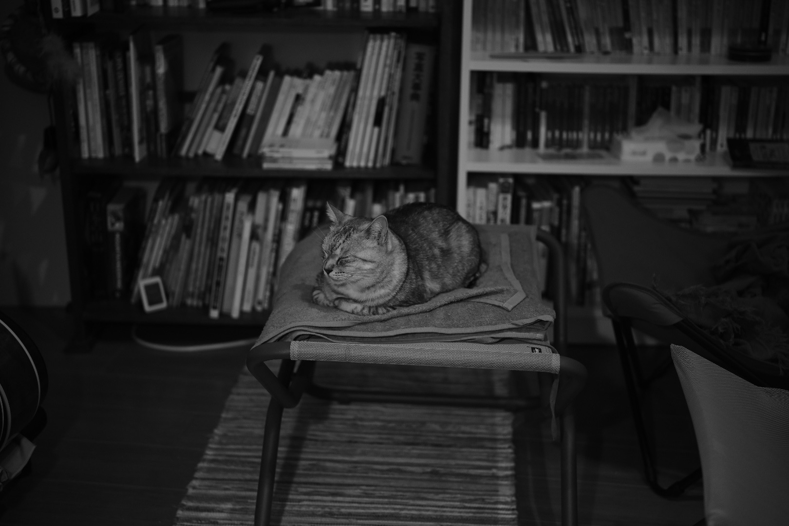 まあ雨だよな、相変わらずの冬籠り、寝る前に八王子市長選挙の結果を見てしまう、20240121