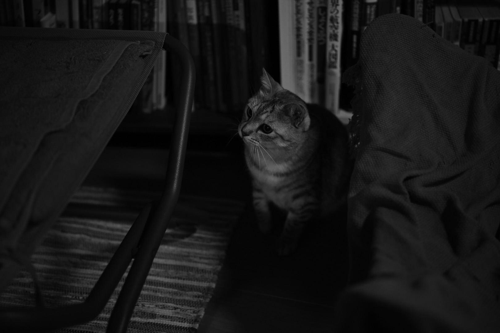 郷土の森で花見、20240126