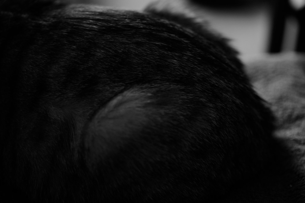 俳句結社の理解がすすむ、Dと電話で話す、海野十三『浮かぶ飛行島』、20240202