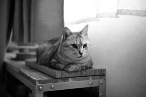 児童文学を読むこのごろ、20240204