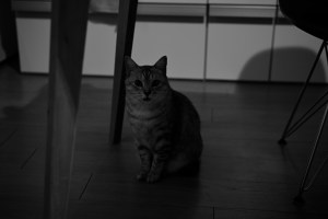 雪とブツ撮り、20240205