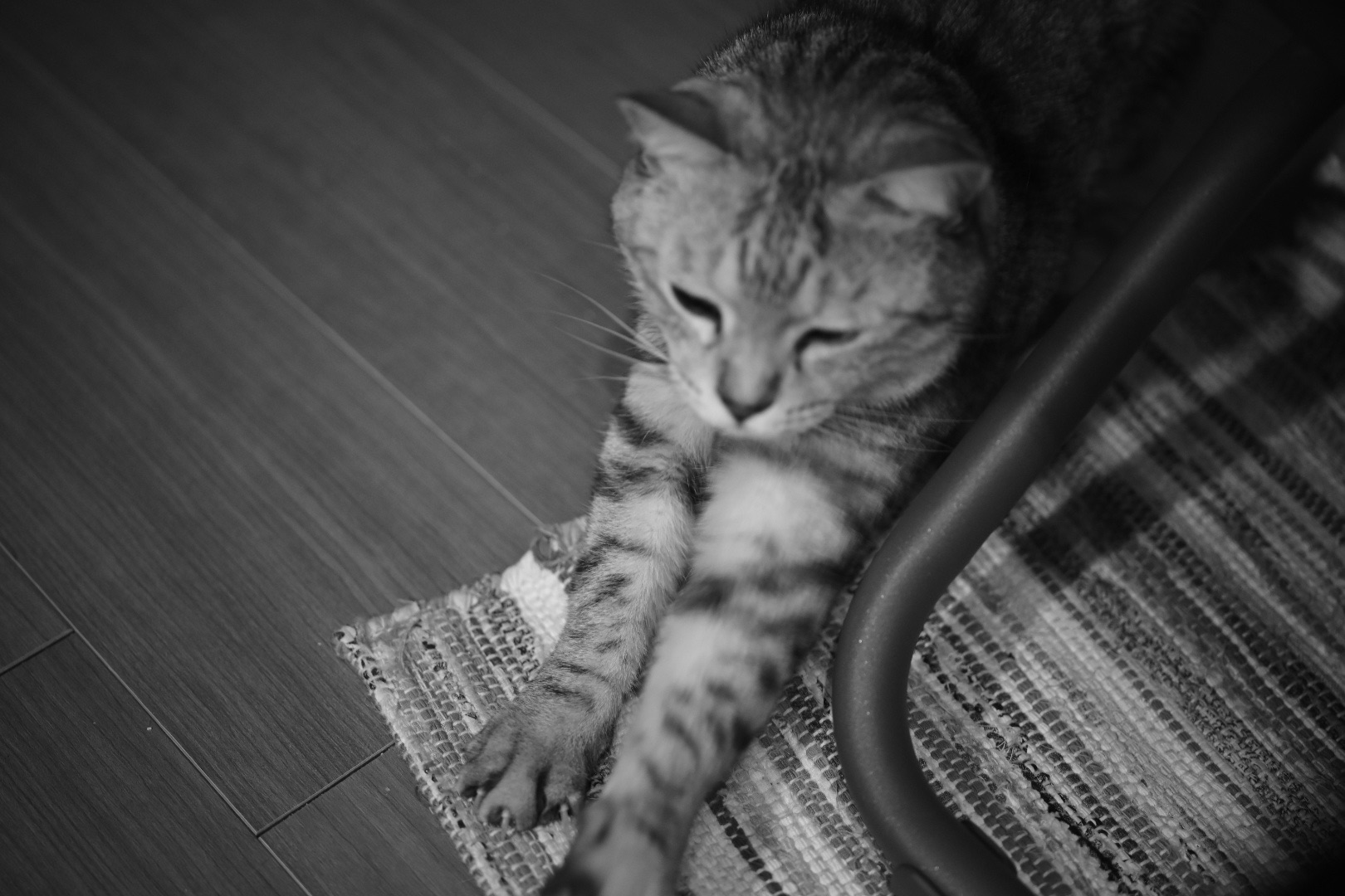 酒断ち11日目のレポート、編集日、ちゅーるの与え方について、20240206