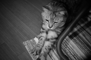 酒断ち11日目のレポート、編集日、ちゅーるの与え方について、20240206